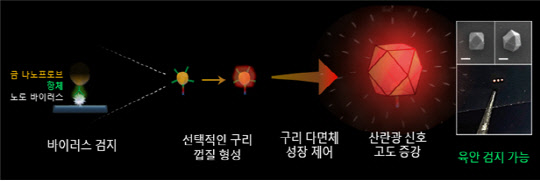 구리 광증폭 기반 노로바이러스 검출 원리(식품의약품안전처 제공)